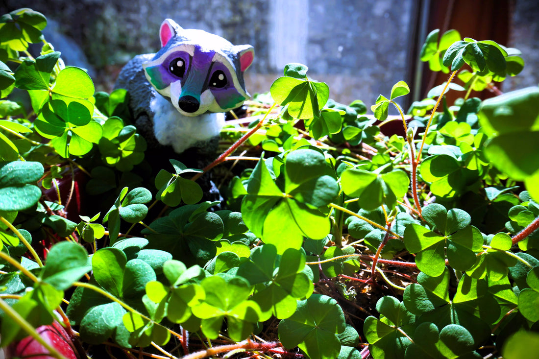 10 expressions françaises sur la chance🍀