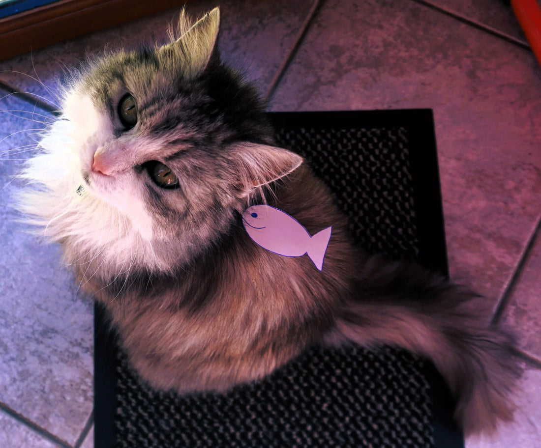 10 expressions françaises sur les blagues 😝